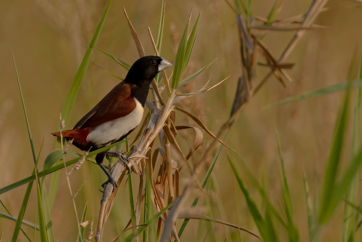 Tricolored Munia - Neeraja V