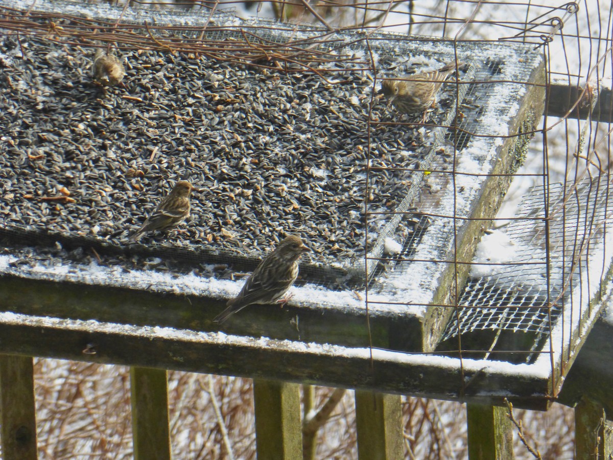 Cassin's Finch - ML619207608