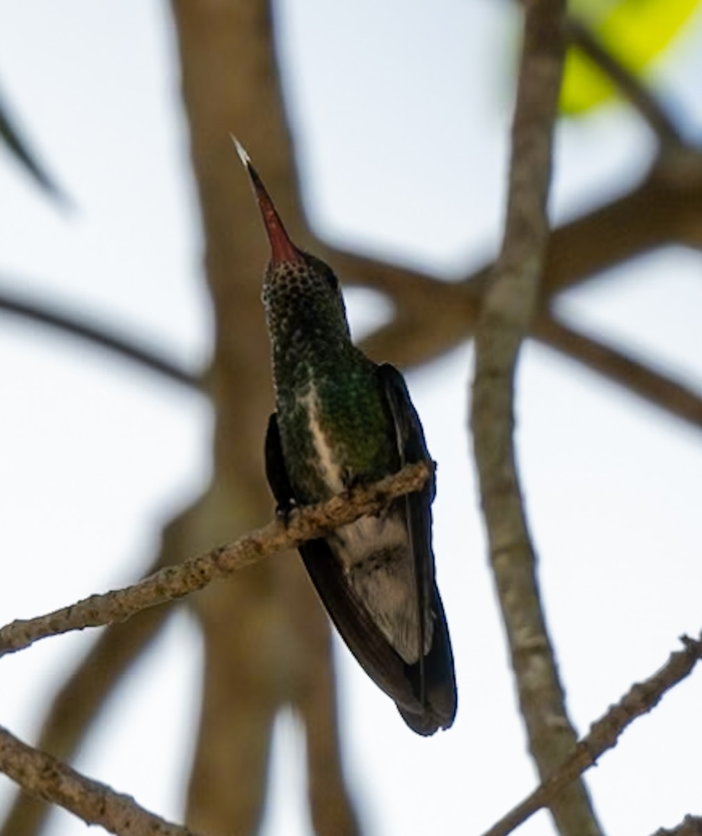 Glittering-throated Emerald - Marcus Müller