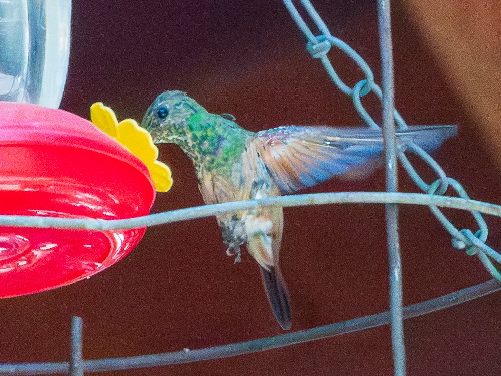 Berylline Hummingbird - Lois Farrington