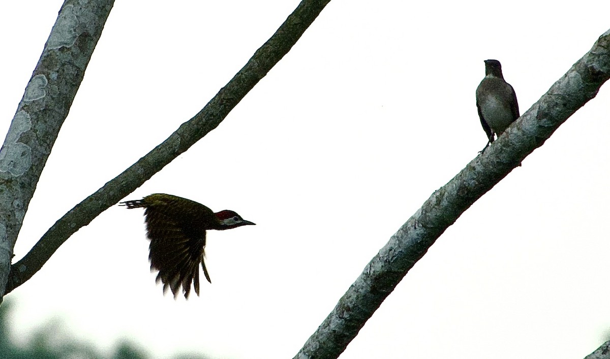 Spot-breasted Woodpecker - Frances Oliver