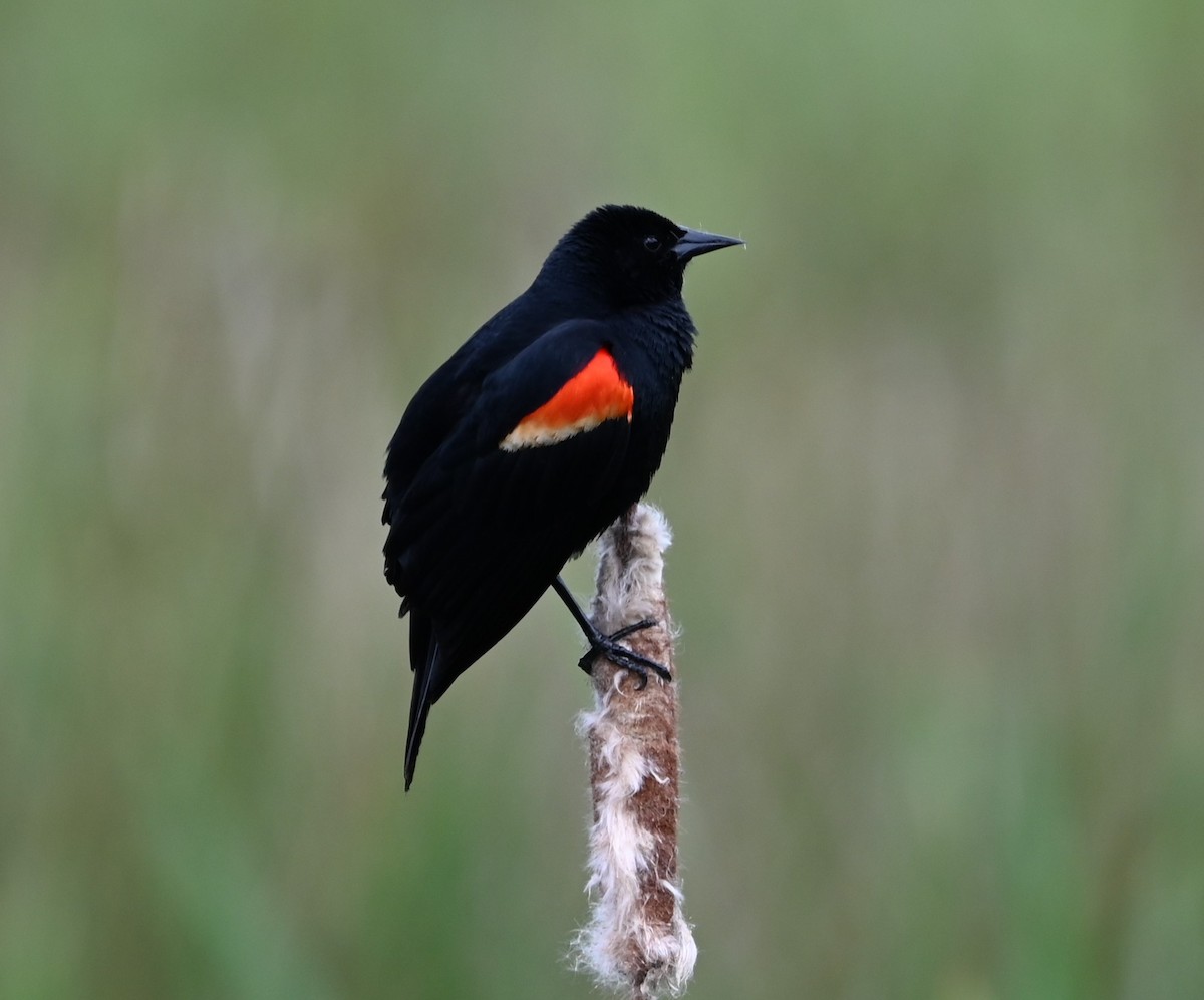 Red-winged Blackbird - Ralph Erickson