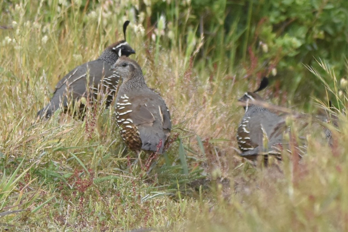 California Quail - Tara Harris