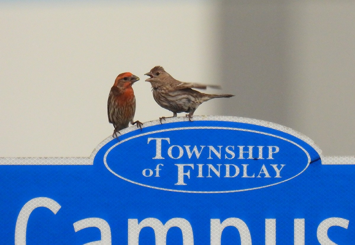 House Finch - ML619207638