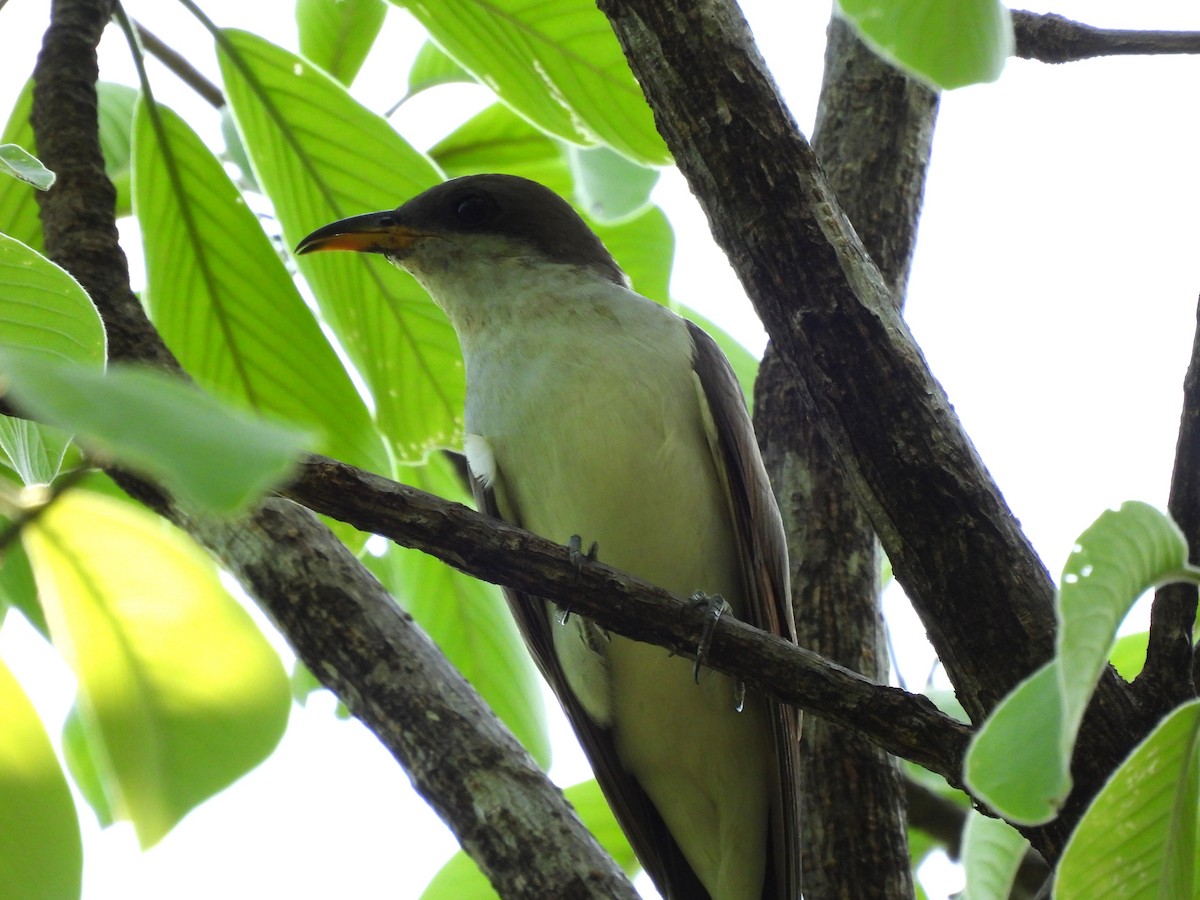 Yellow-billed Cuckoo - Carlos Mancera (Tuxtla Birding Club)