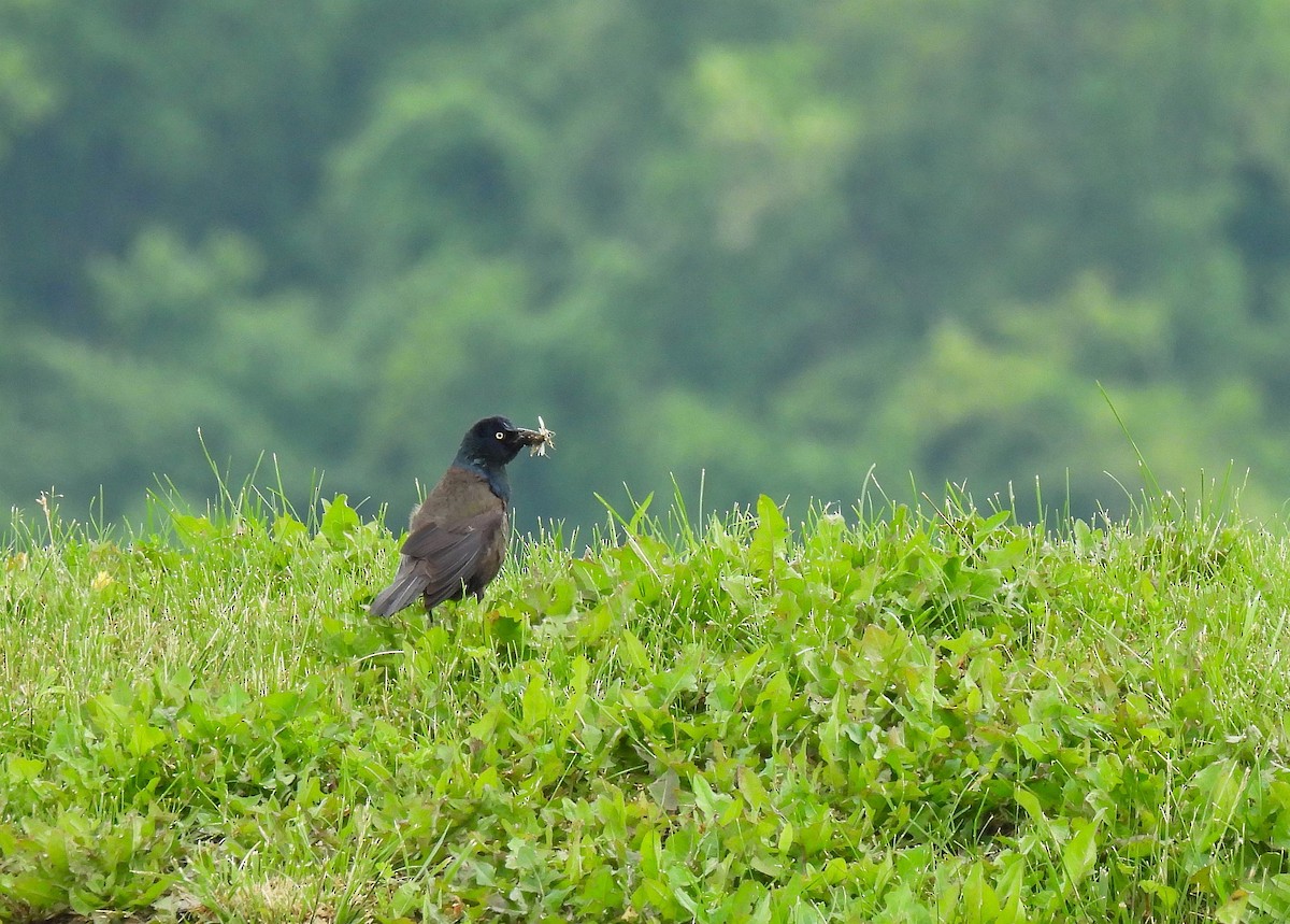 Common Grackle - Corvus 𓄿