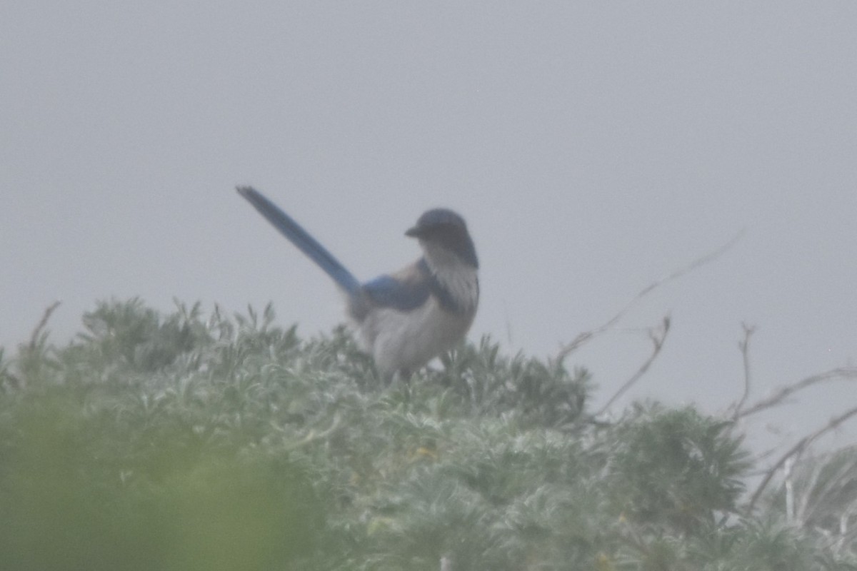 California Scrub-Jay - Tara Harris