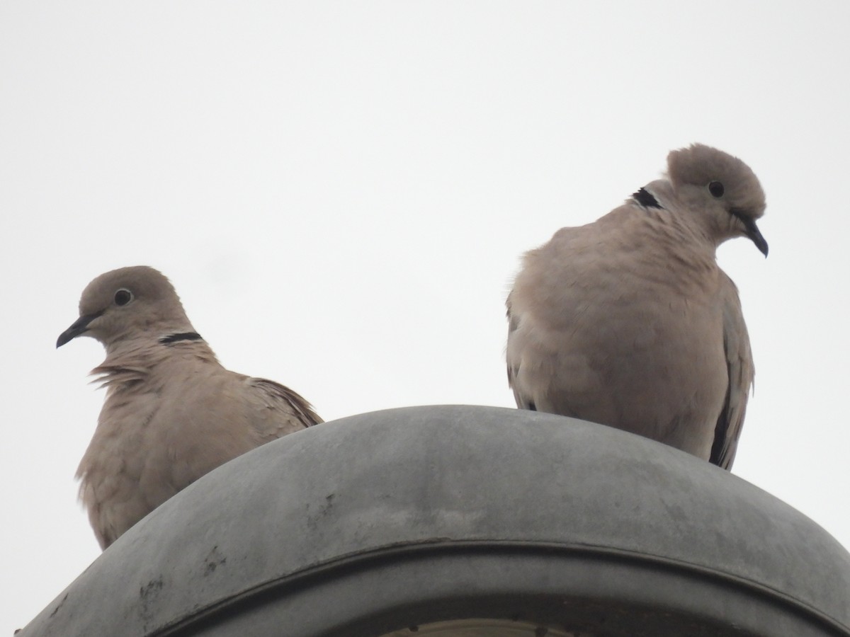 Eurasian Collared-Dove - ML619207682