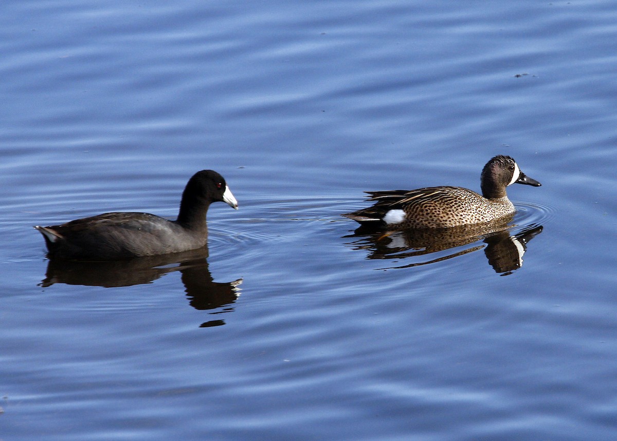 Blue-winged Teal - William Clark