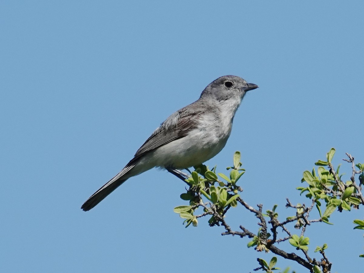 Gray Vireo - Barry Reed