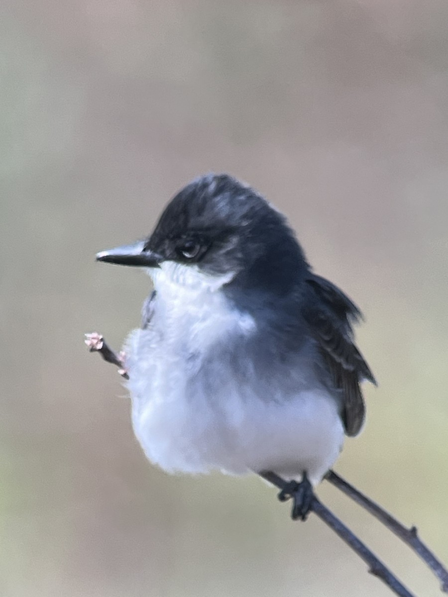 Eastern Kingbird - Peter Grose