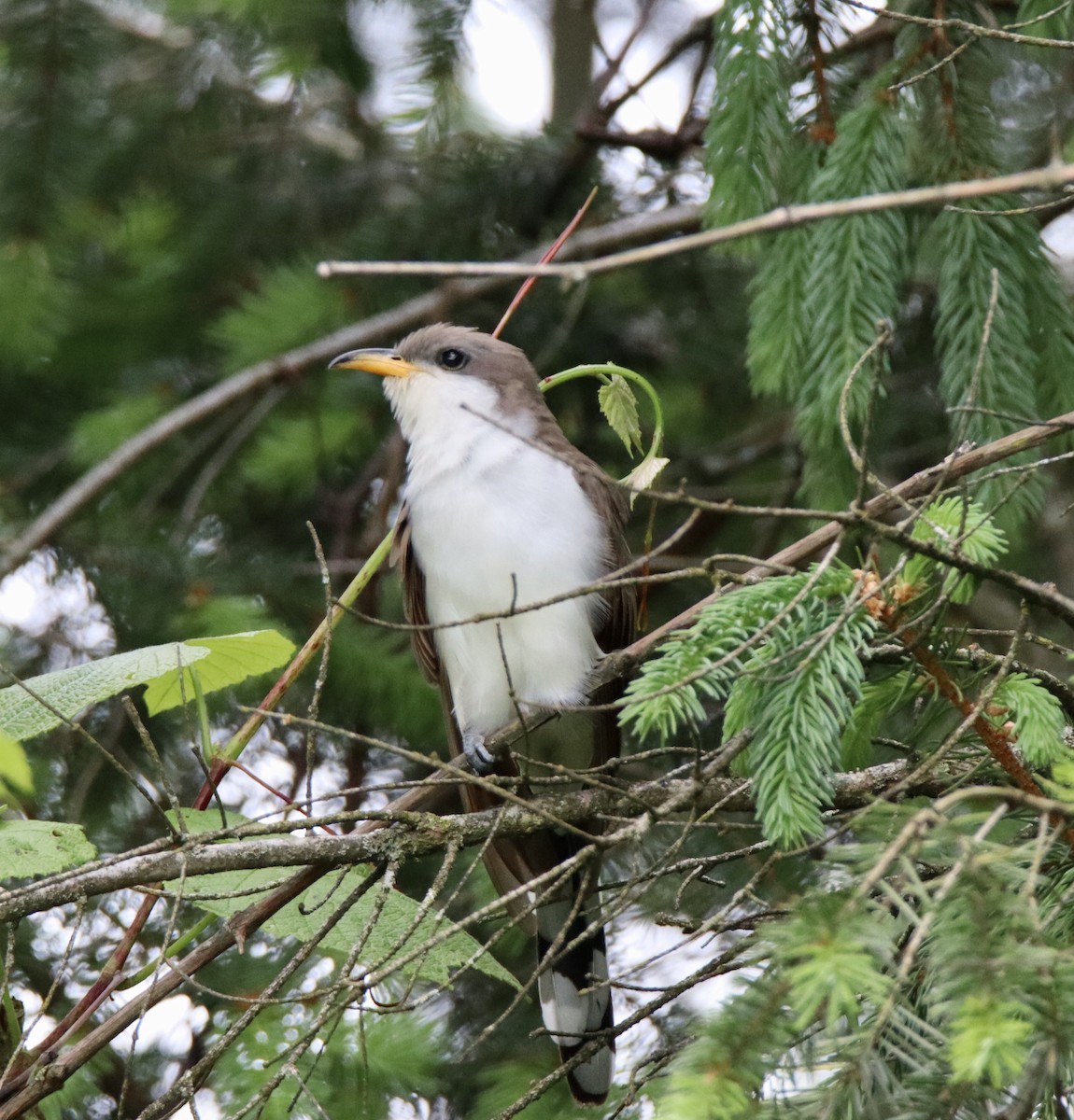 Yellow-billed Cuckoo - ML619207708