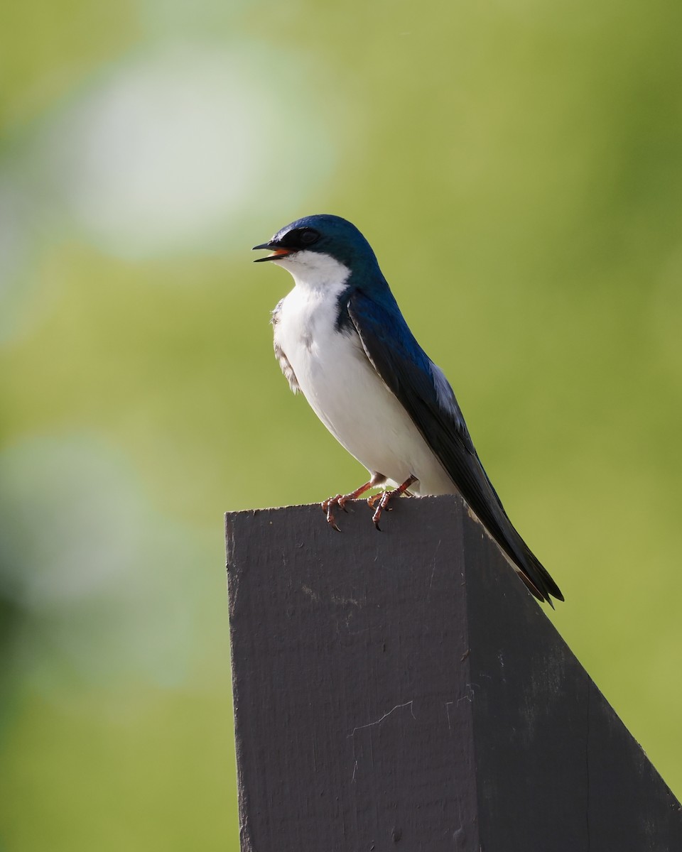 Tree Swallow - Amy Koch