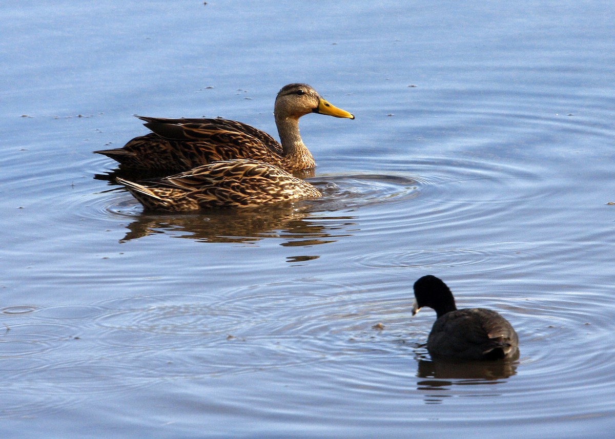 Mottled Duck - ML619207734