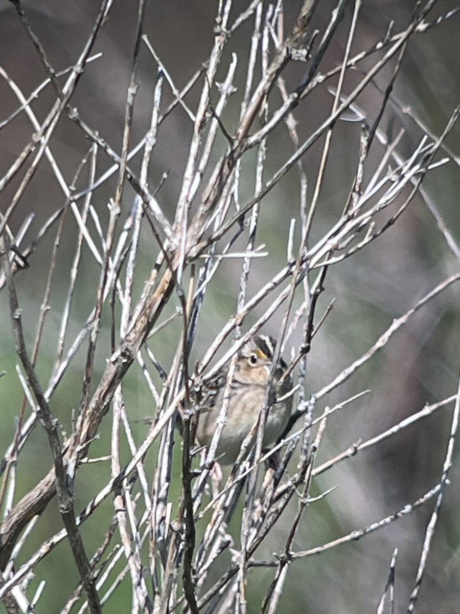 Grasshopper Sparrow - Peter Grose