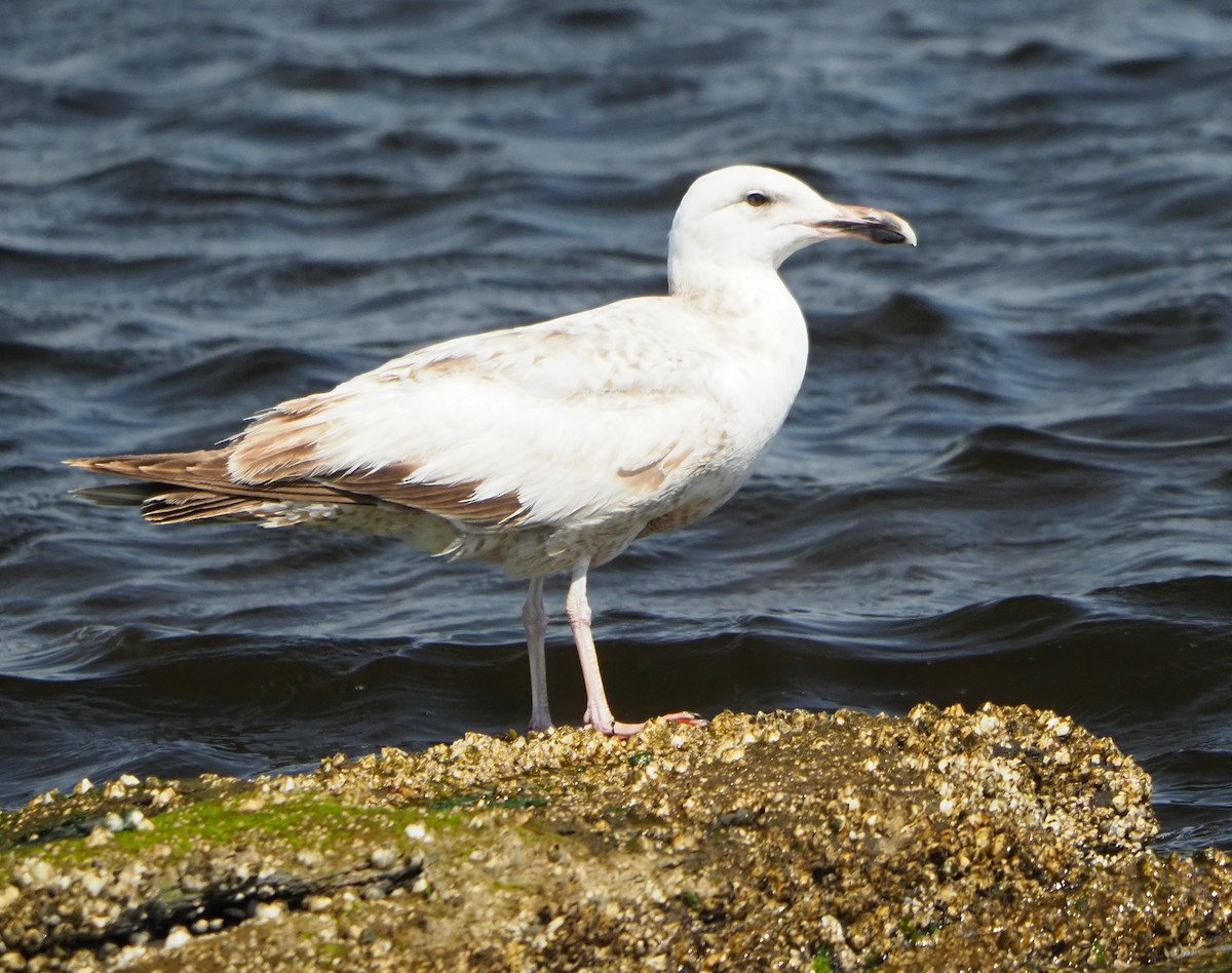 Gaviota Argéntea - ML619207746