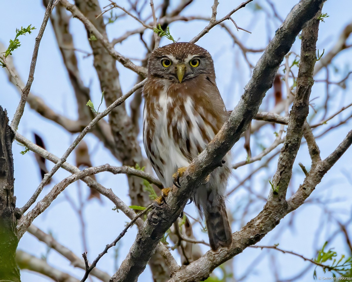 Ferruginous Pygmy-Owl - Sasi Akkiraju