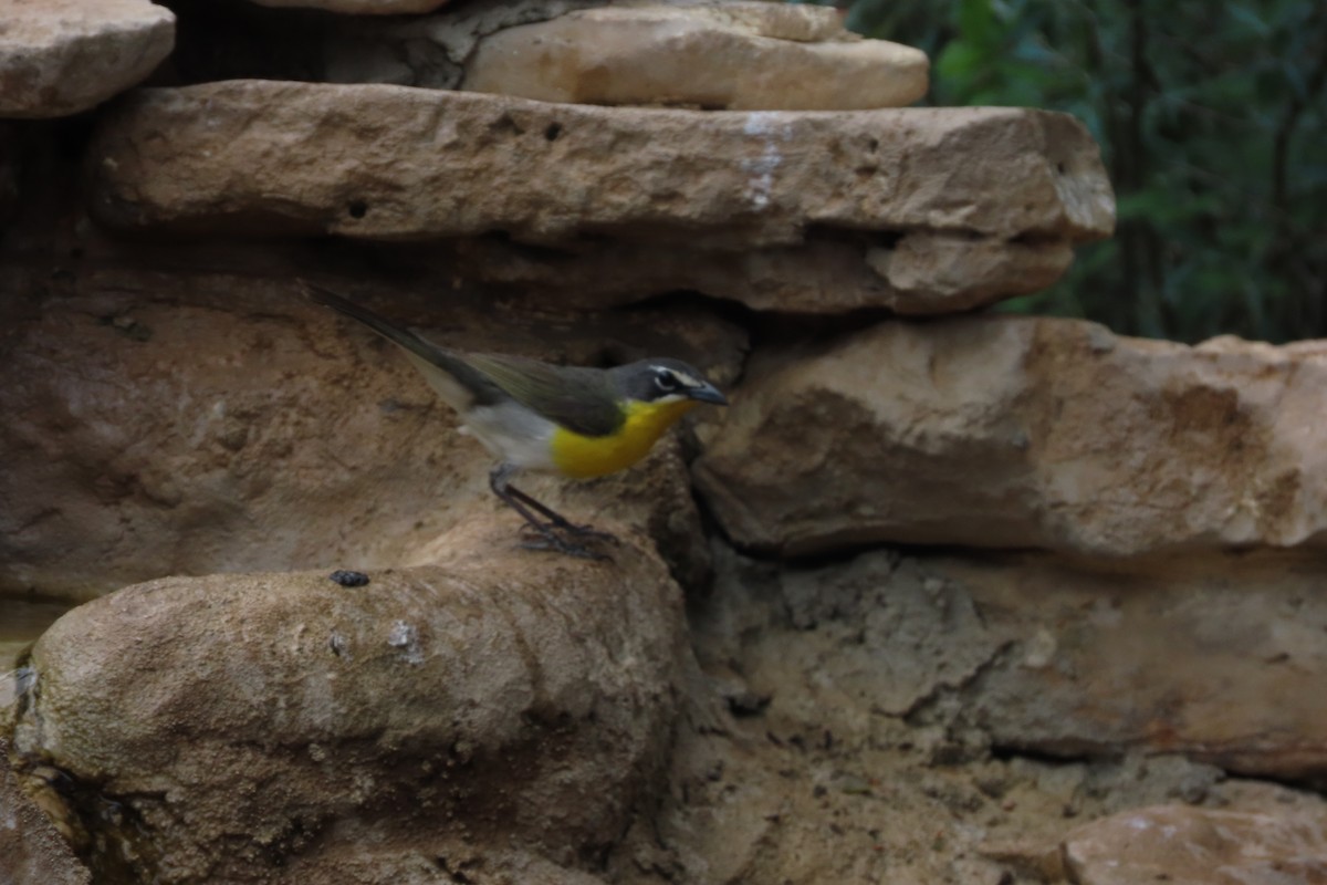 Yellow-breasted Chat - David Brinkman