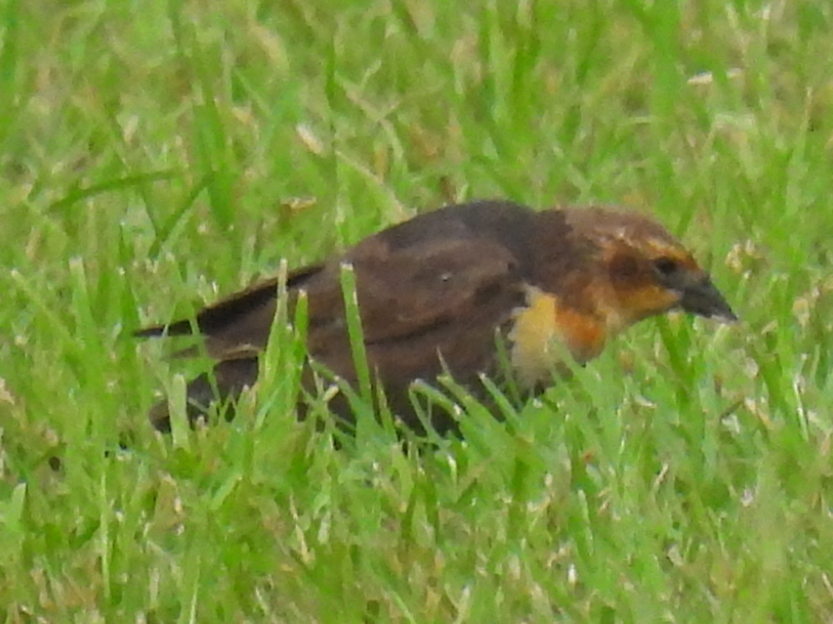 Yellow-headed Blackbird - Marie Asscherick