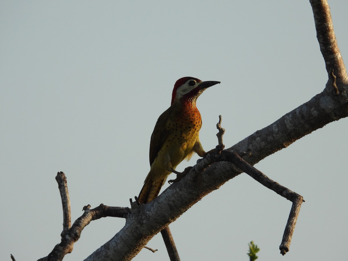 Spot-breasted Woodpecker - Luis Zuñiga /Horses Cartagena tours