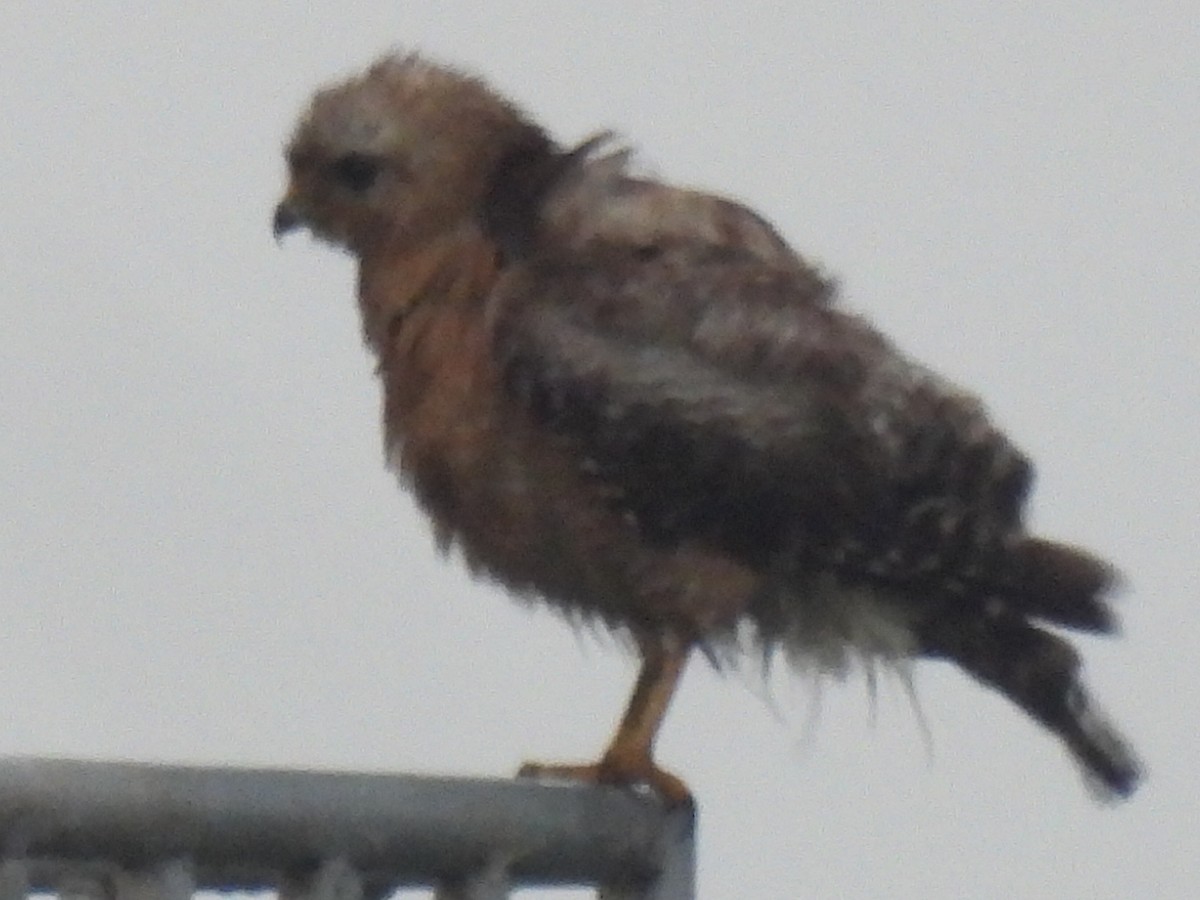 Red-shouldered Hawk - ML619207784