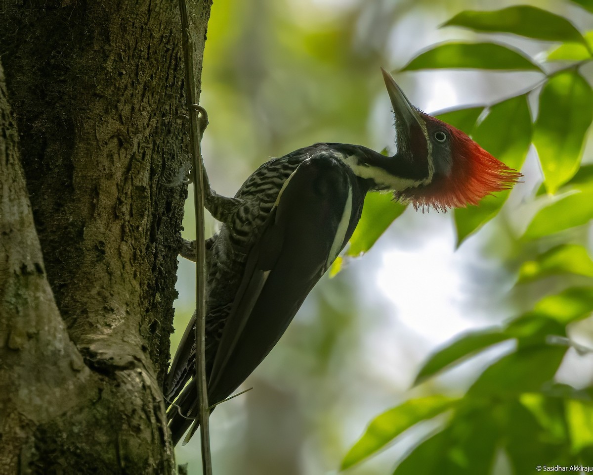 Lineated Woodpecker - Sasi Akkiraju