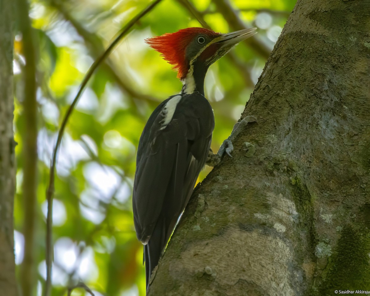Lineated Woodpecker - Sasi Akkiraju