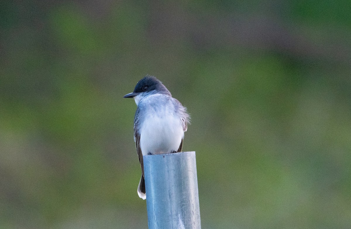 Eastern Kingbird - Anuj Ghimire