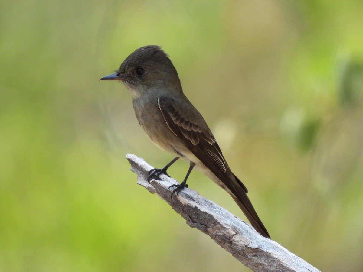 Western Wood-Pewee - Carlos Mancera (Tuxtla Birding Club)