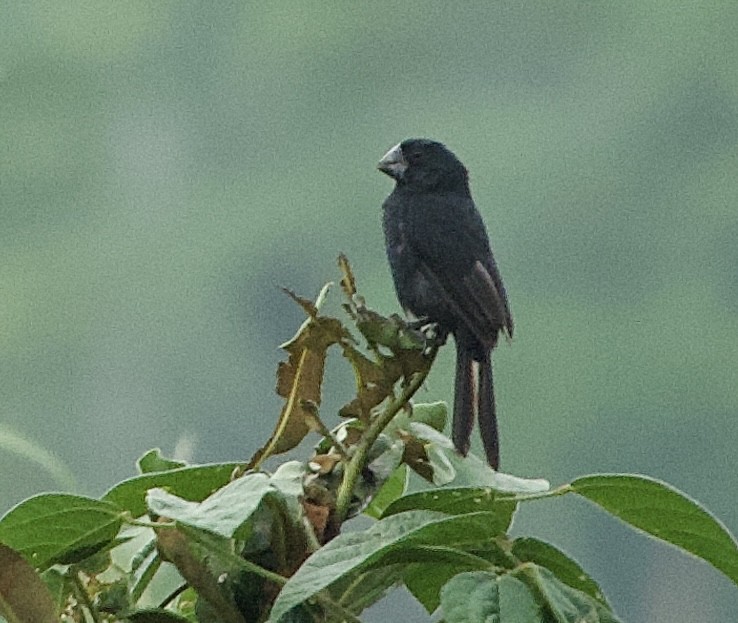 Black-billed Seed-Finch - Frances Oliver