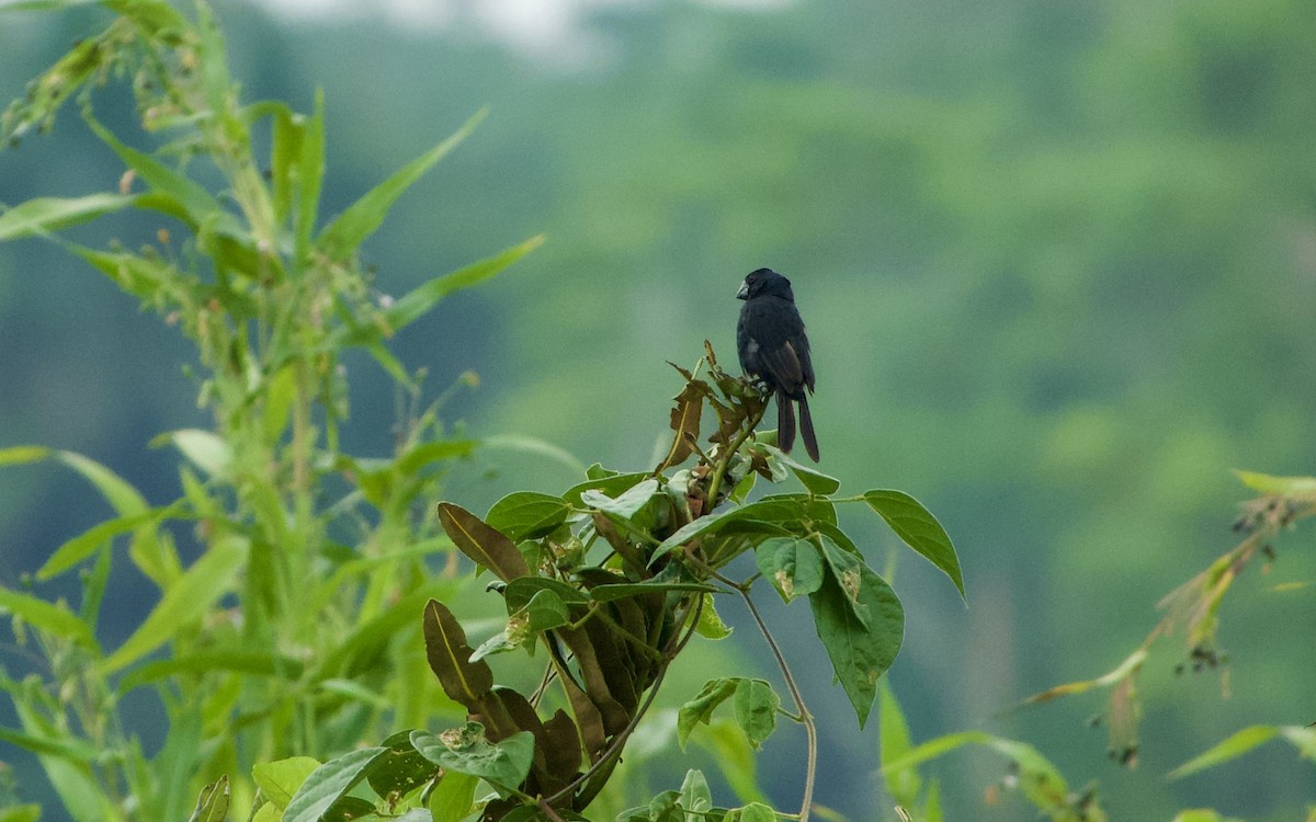 Black-billed Seed-Finch - Frances Oliver