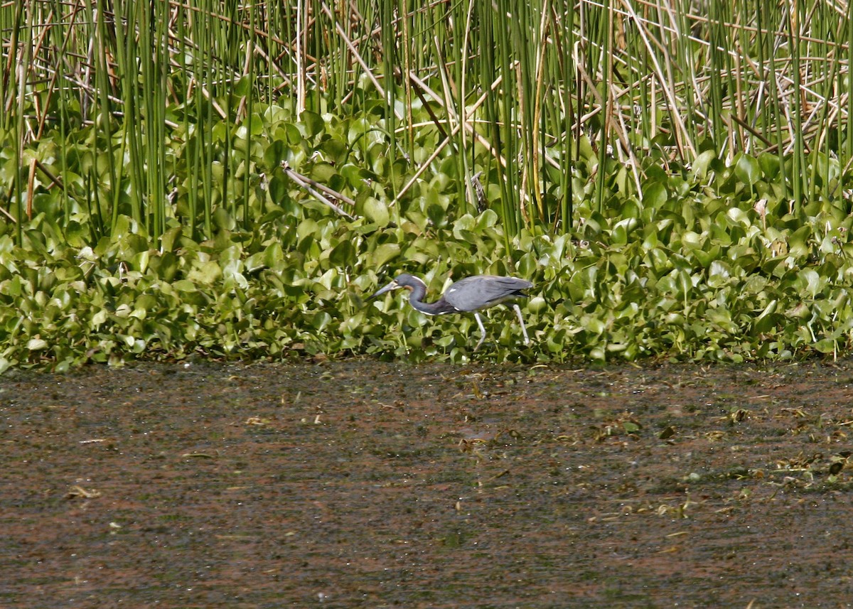 Tricolored Heron - William Clark