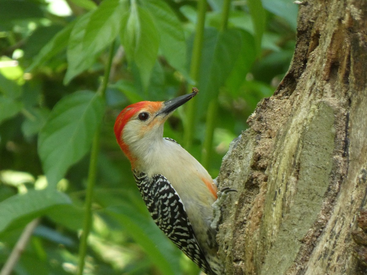 Red-bellied Woodpecker - Elliot Dziedzic