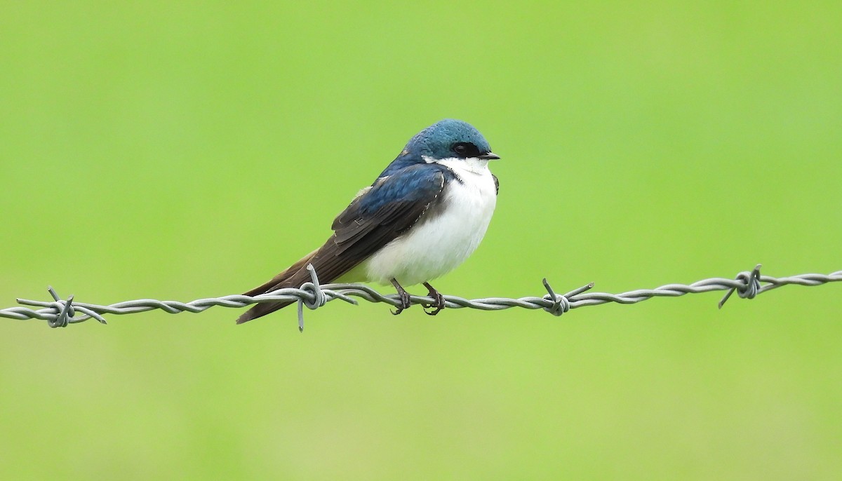 Tree Swallow - Scott Thomson