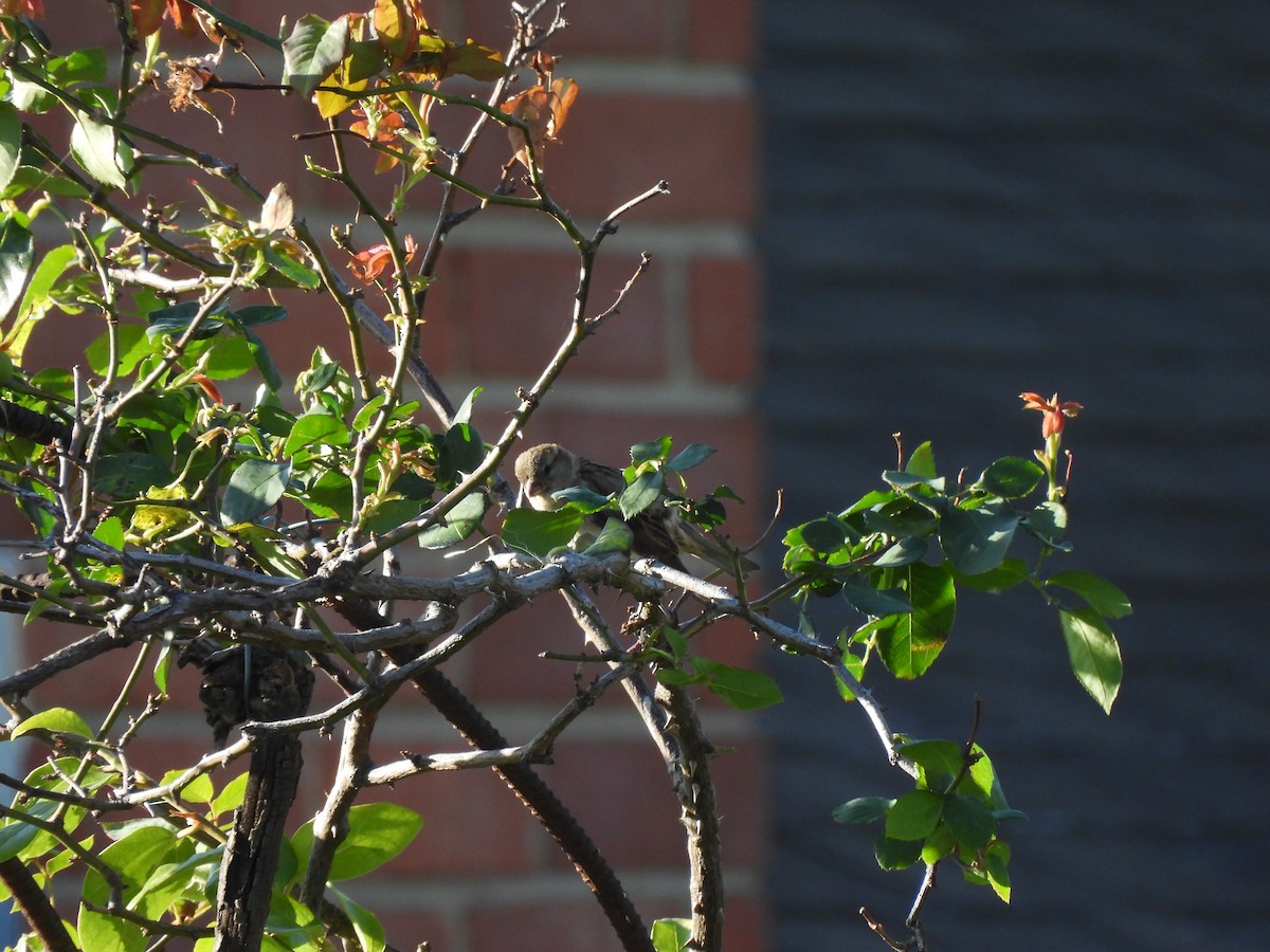 House Sparrow - ML619207864