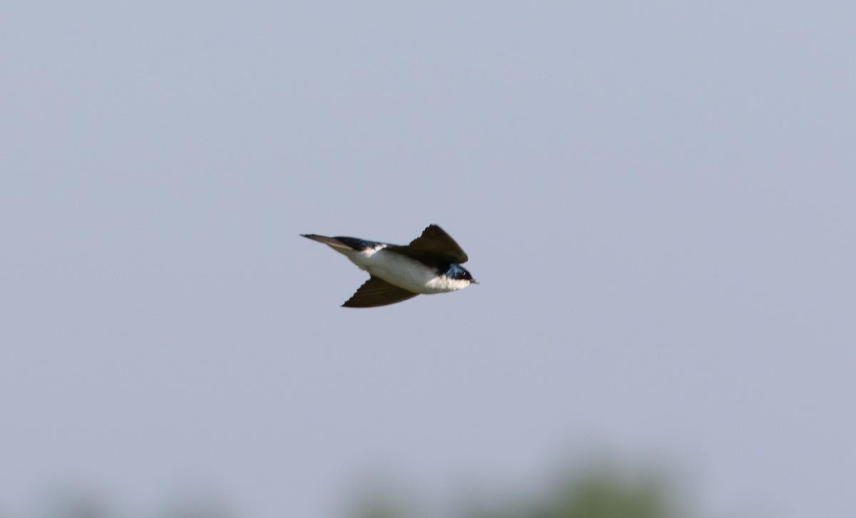 Tree Swallow - Nick Pulcinella