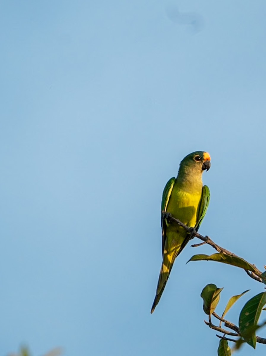 Peach-fronted Parakeet - Marcus Müller