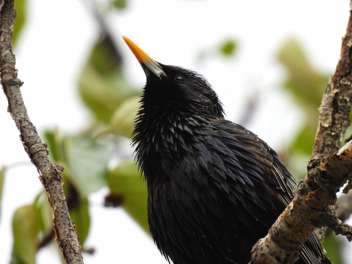 European Starling - ML619207891