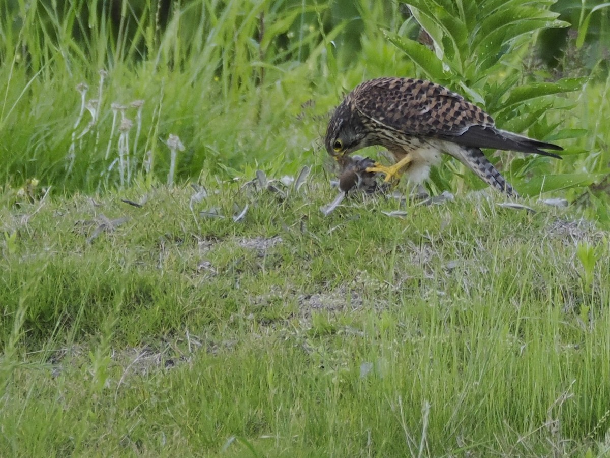 紅隼 - ML619207912