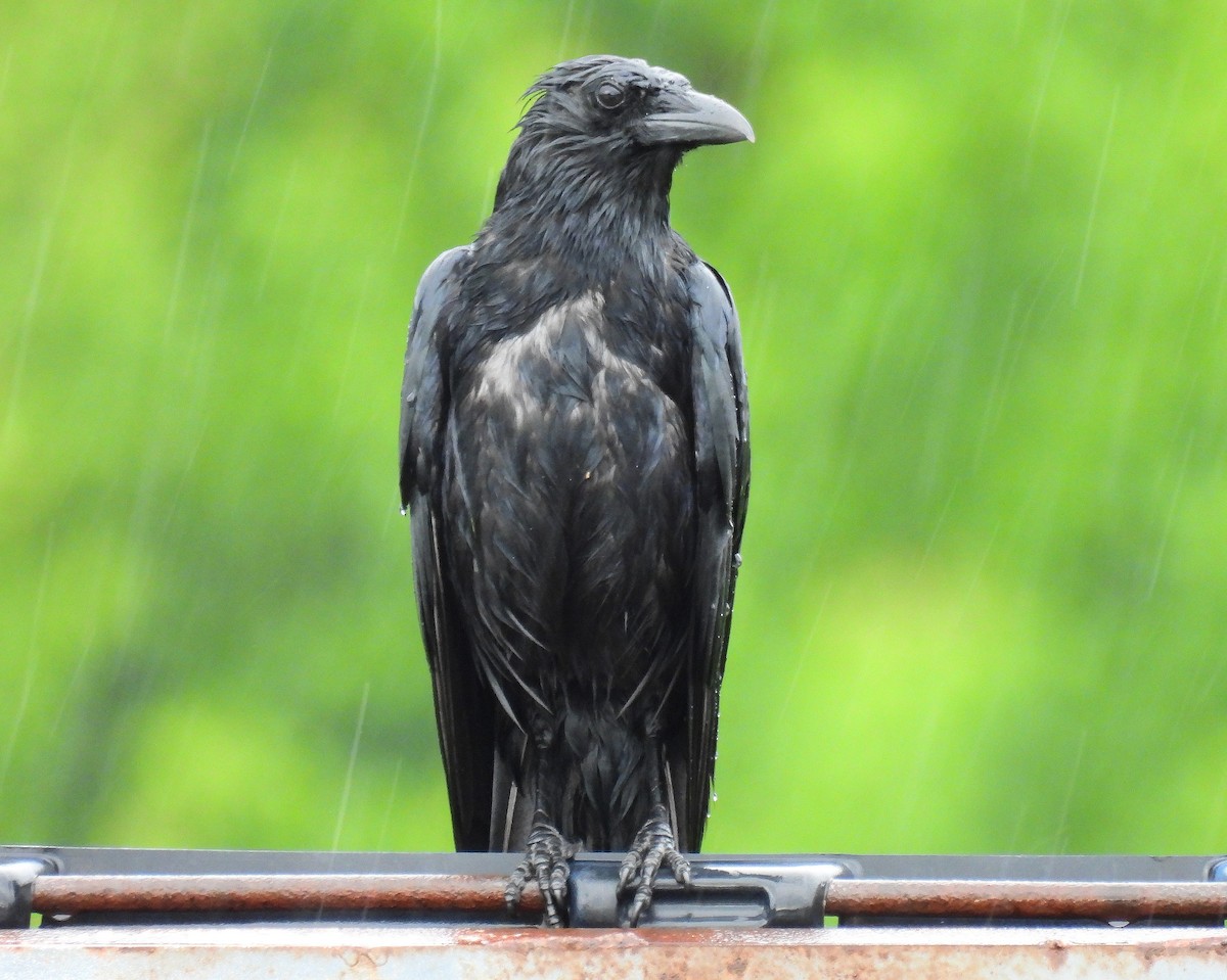 Common Raven - Corvus 𓄿