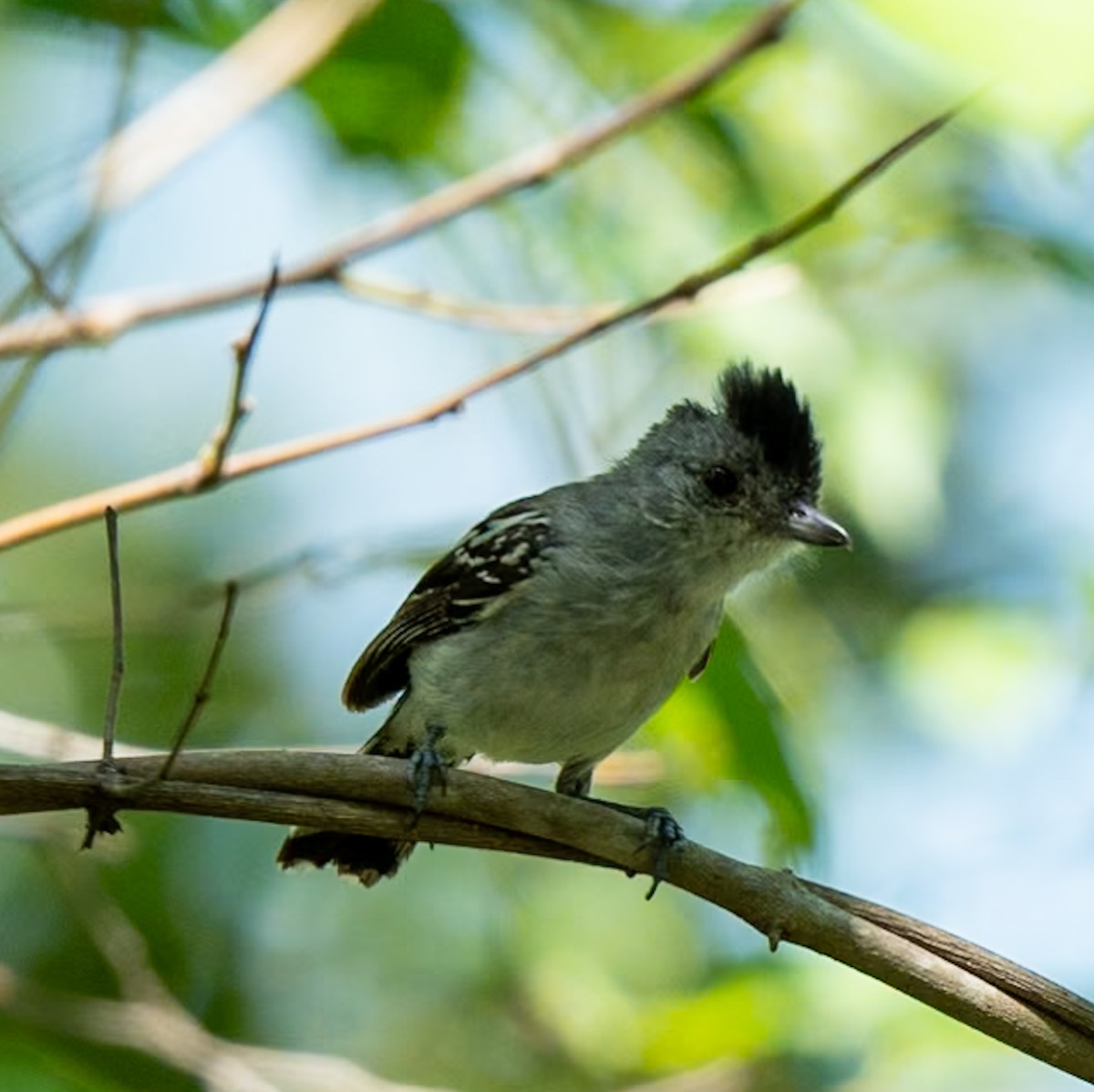 Planalto Slaty-Antshrike - ML619207939