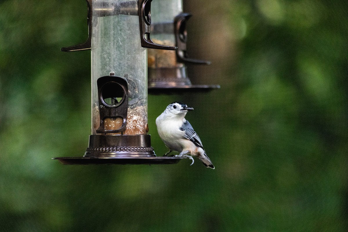 White-breasted Nuthatch - Yifei Ma