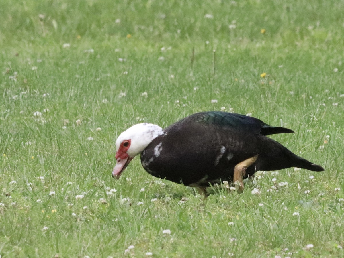 Muscovy Duck (Domestic type) - Eric Bosch