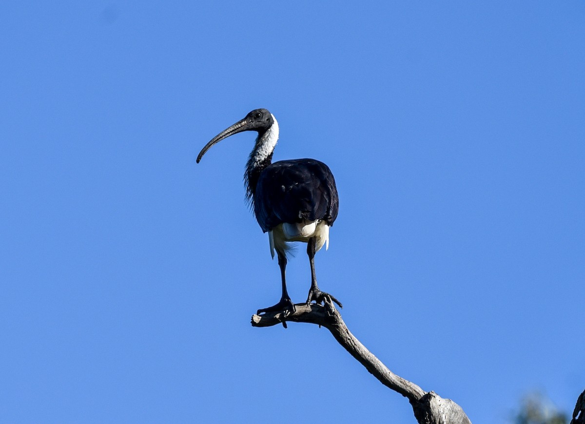 Straw-necked Ibis - Bruce Wedderburn