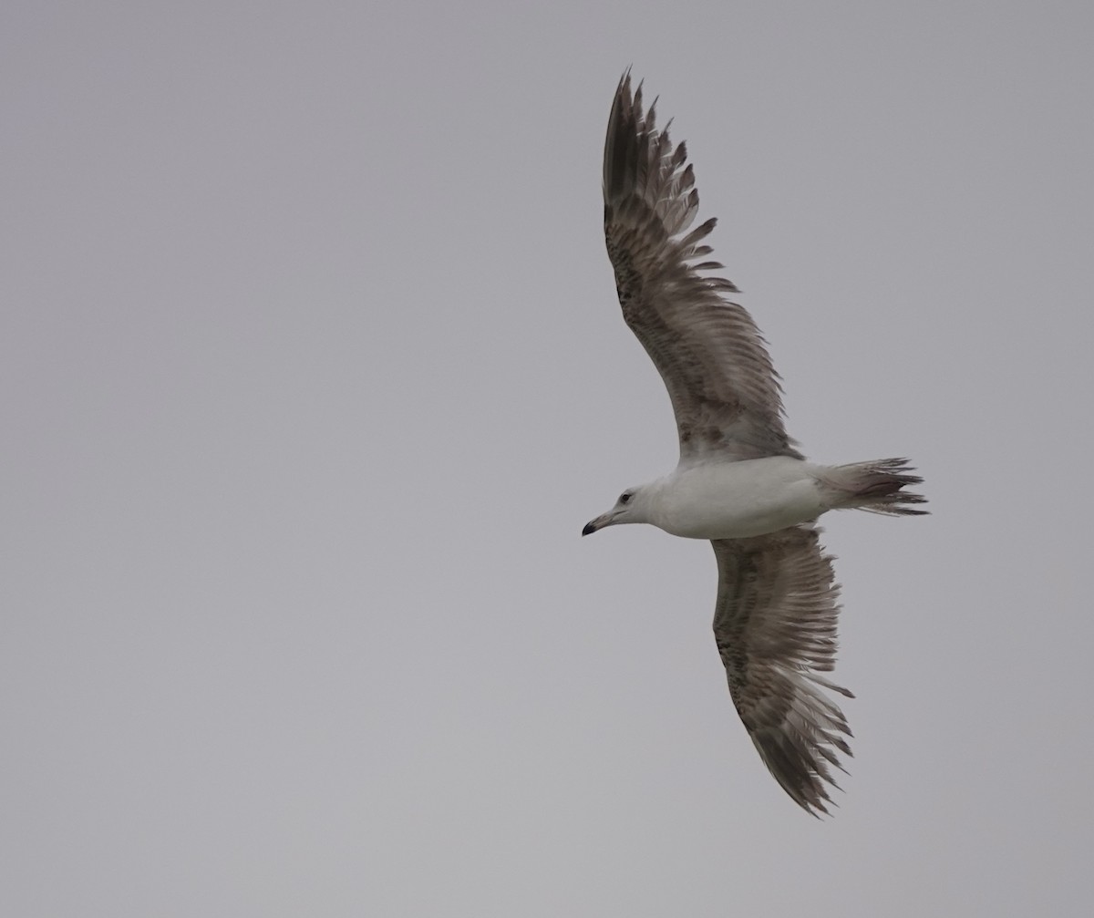 Lesser Black-backed Gull - Martin Kennewell