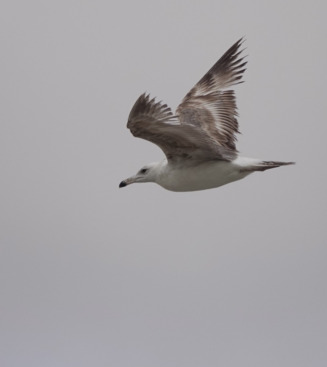 Lesser Black-backed Gull - Martin Kennewell