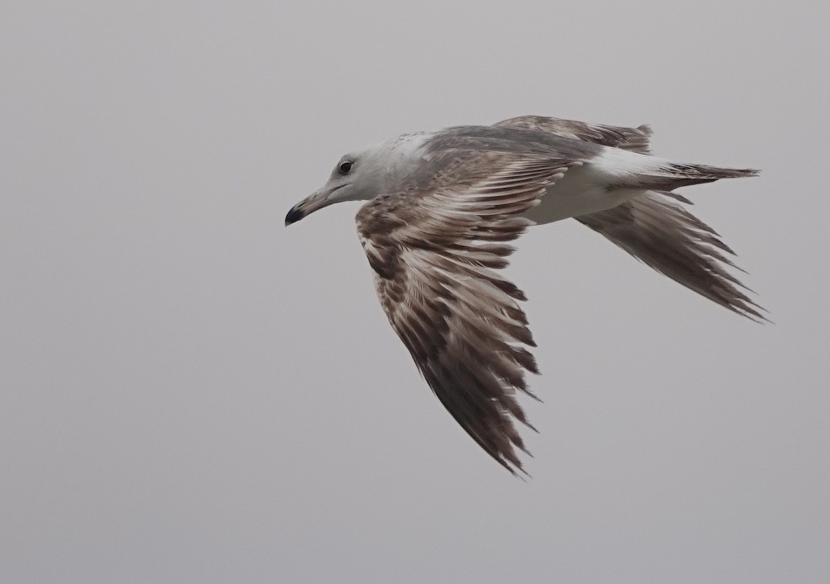 Lesser Black-backed Gull - Martin Kennewell