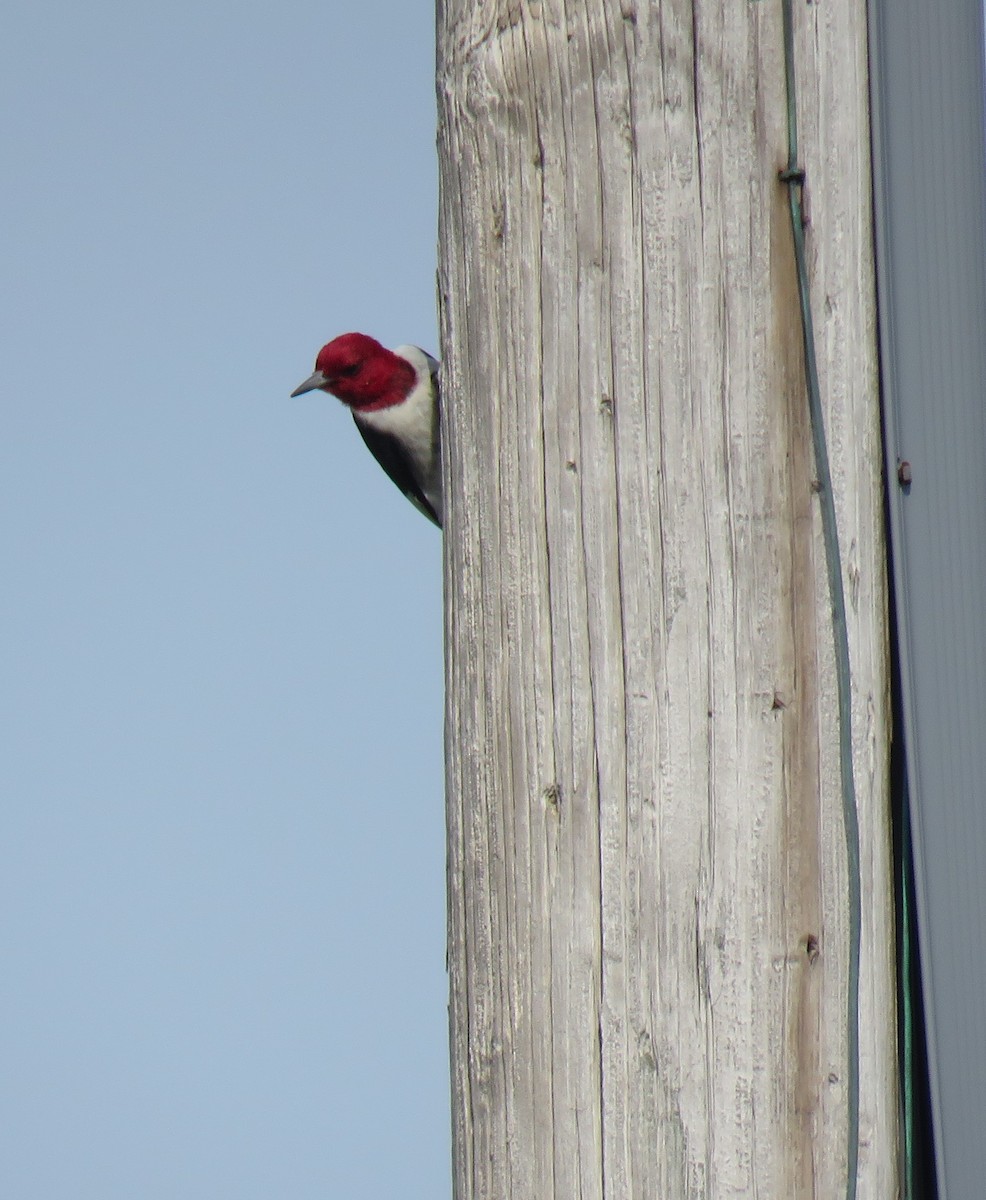 Red-headed Woodpecker - Yvonne Porter