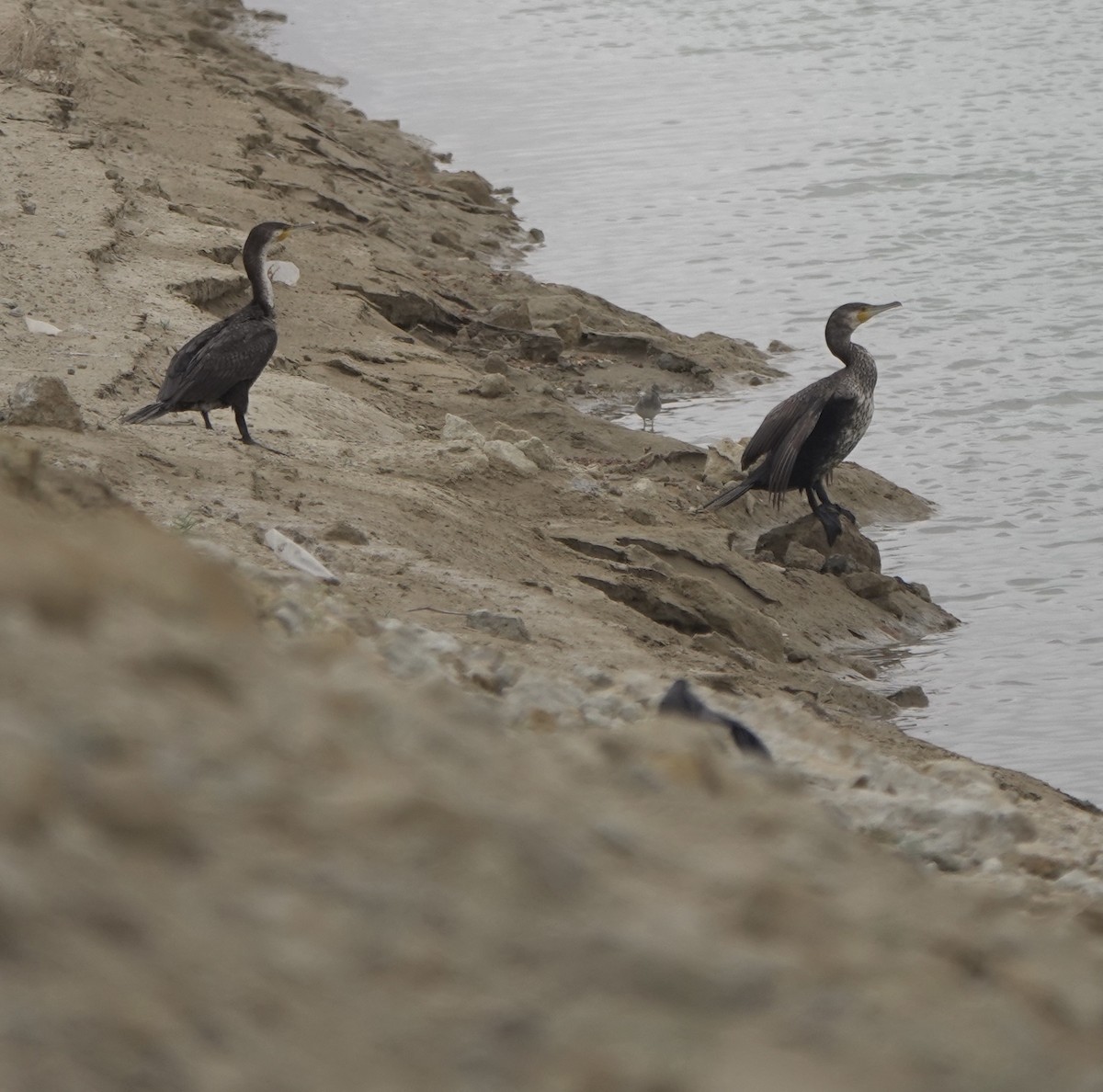 Great Cormorant - Martin Kennewell