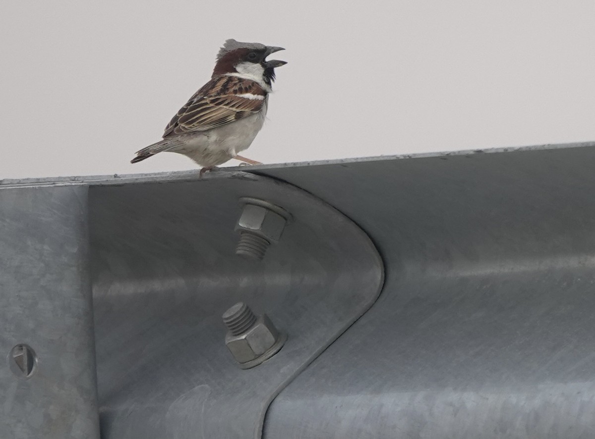 House Sparrow - Martin Kennewell